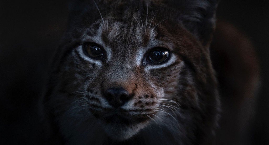 actualité Le Chant des Forêts