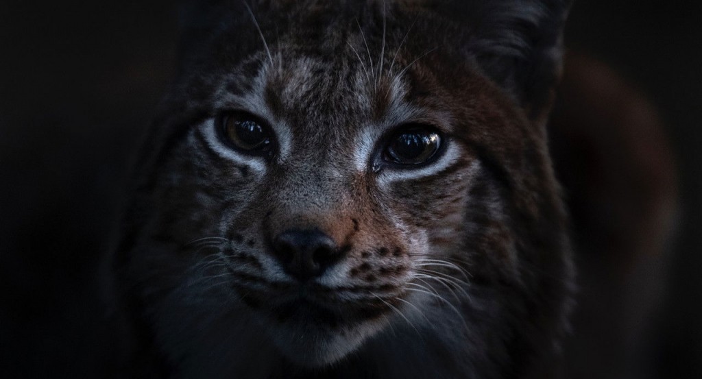 actualité Avant Première - Le Chant des Forêts